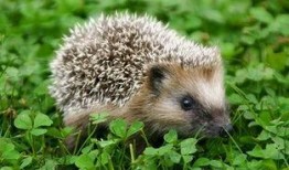 动物爆料可爱刺猬视频,刺猬宝宝趣味视频大曝光