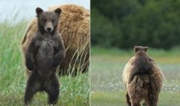 欧尼熊妈妈爆料视频大全,温馨瞬间汇聚成长记忆