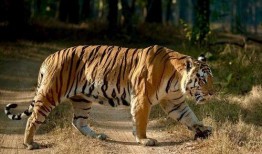 掠食猛兽爆料视频大全,揭秘大自然惊心动魄的捕食奇观