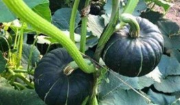 网红小鱼棠吃瓜,一场吃瓜盛宴背后的故事