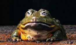 厨师爆料牛蛙视频,牛蛙养殖与烹饪全过程曝光