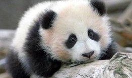 熊猫娱乐吃瓜酱,揭秘娱乐圈幕后故事