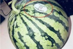 在哪里看网红吃瓜视频,热门平台精彩瞬间大盘点